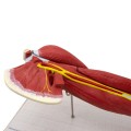 mięśnie ramienia model anatomiczny 2.jpg