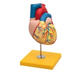 Model serca ludzkiego 2-częściowy anatomiczny