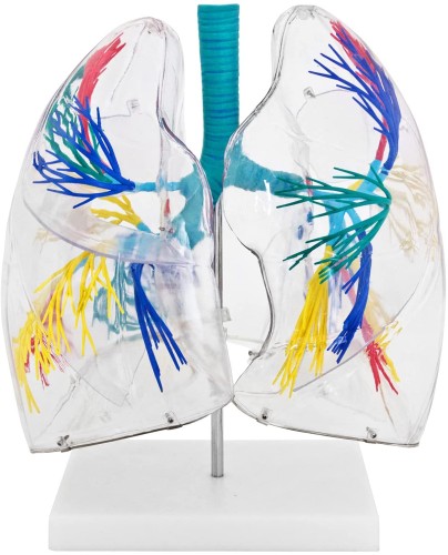 Płuca człowieka model anatomiczny przezroczysty 2-krotne powiększenie.jpg