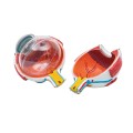 oko ludzkie model anatomiczny 5.jpg