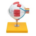 oko ludzkie model anatomiczny 4.jpg