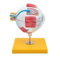 oko ludzkie model anatomiczny 2.jpg