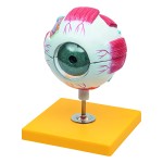 Oko ludzkie model anatomiczny w powiększeniu 3 razy