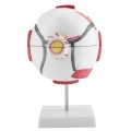oko ludzkie model anatomiczny w powiększeniu 5.jpg