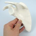 Kości szkieletu człowieka niezmontowane naturalnej wielkości komplet 8.jpg