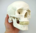 Kości szkieletu człowieka niezmontowane naturalnej wielkości komplet 6.jpg