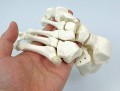 Kości szkieletu człowieka niezmontowane naturalnej wielkości komplet 5.jpg