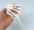 Kości szkieletu człowieka niezmontowane naturalnej wielkości komplet 3.jpg