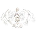 Kości szkieletu człowieka niezmontowane naturalnej wielkości komplet.jpg