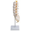 kręgosłup lędźwiowy człowieka 3.jpg