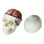 Czaszka człowieka model anatomiczny z mózgiem prezentacja 8 części