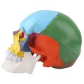 Model czaszki człowieka dydaktyczna kolorowa do lekcji anatomii  4.jpg