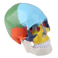 Model czaszki człowieka dydaktyczna kolorowa do lekcji anatomii  2.jpg