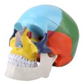 Model czaszki człowieka dydaktyczna kolorowa do lekcji anatomii  1.jpg