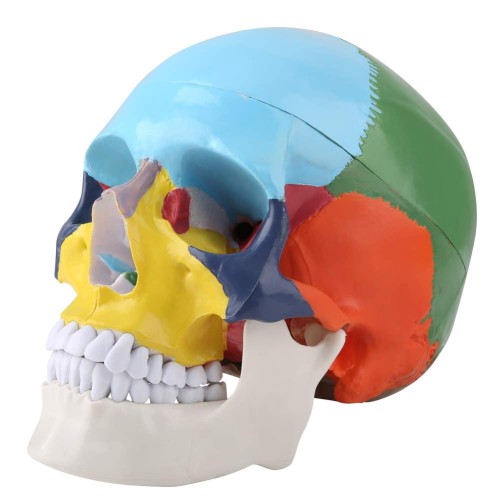 Model czaszki człowieka dydaktyczna kolorowa do lekcji anatomii  1.jpg