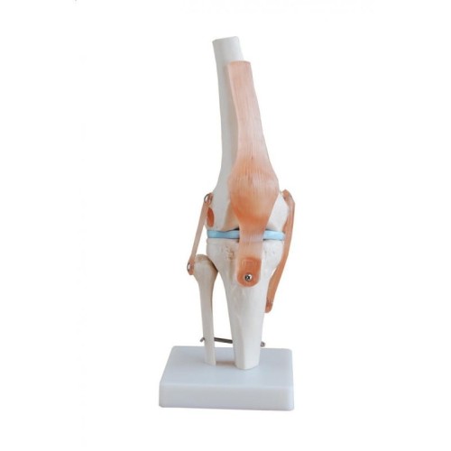 Staw kolanowy ludzki model anatomiczny.jpg