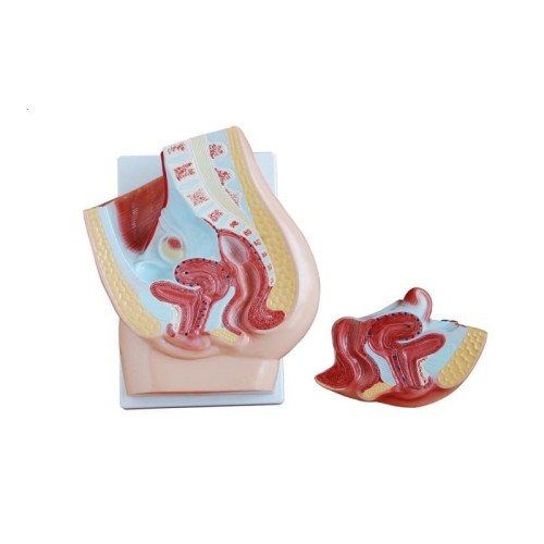 Model miednicy żeńskiej przekrój.jpg