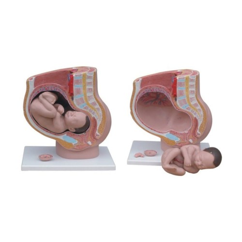 Model miednicy żeńskiej z dzieckiem.jpg