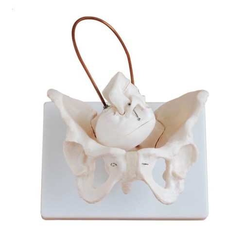 Model miednicy do demonstracji porodu.jpg