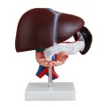 Model wątroby z trzustką oraz dwunastnicą.jpg