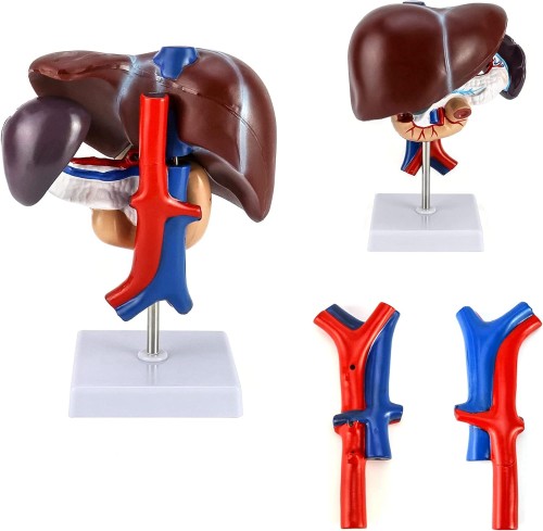 Model wątroby z trzustką oraz dwunastnicą 1.jpg