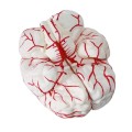 Model mózgu z tętnicami 8 części 4.jpg