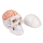 Model czaszki człowieka z mózgiem