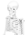 Szkielet człowieka 85 cm model anatomiczny  7.jpg