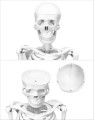 Szkielet człowieka 85 cm model anatomiczny 2.jpg