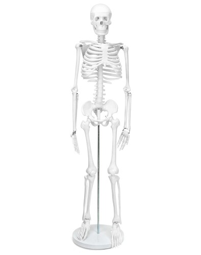 Szkielet człowieka 85 cm model anatomiczny.jpg