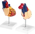 Model anatomiczny serca ludzkiego 2-częściowy, naturalnej wielkości z 34 oznaczeniami anatomicznymi i stabilną podstawą, idealny do nauki i prezentacji medycznych 5.jpg