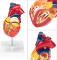 Model anatomiczny serca ludzkiego 2-częściowy, naturalnej wielkości z 34 oznaczeniami anatomicznymi i stabilną podstawą, idealny do nauki i prezentacji medycznych 3.jpg