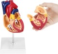 Model anatomiczny serca ludzkiego 2-częściowy, naturalnej wielkości z 34 oznaczeniami anatomicznymi i stabilną podstawą, idealny do nauki i prezentacji medycznych 2.jpg
