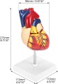 Model anatomiczny serca ludzkiego 2-częściowy, naturalnej wielkości z 34 oznaczeniami anatomicznymi i stabilną podstawą, idealny do nauki i prezentacji medycznych 1.jpg