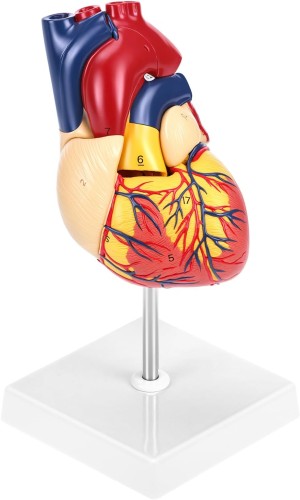Model anatomiczny serca ludzkiego 2-częściowy, naturalnej wielkości z 34 oznaczeniami anatomicznymi i stabilną podstawą, idealny do nauki i prezentacji medycznych.jpg