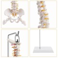 Model ludzkiego kręgosłupa 45 cm – anatomiczny szkielet z miednicą, udami, cokołem i stojakiem, idealny do nauki i prezentacji medycznych 5.jpg