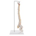Model ludzkiego kręgosłupa 45 cm – anatomiczny szkielet z miednicą, udami, cokołem i stojakiem, idealny do nauki i prezentacji medycznych 4.jpg
