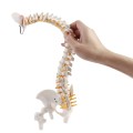 Model ludzkiego kręgosłupa 45 cm – anatomiczny szkielet z miednicą, udami, cokołem i stojakiem, idealny do nauki i prezentacji medycznych 2.jpg