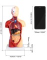 Model anatomiczny człowieka15-częściowy  28 cm – czaszka, mózg, tułów i narządy wewnętrzne, idealny dla studentów medycyny, lekarzy i nauczycieli do nauki anatomii 6.jpg