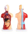Model anatomiczny człowieka15-częściowy  28 cm – czaszka, mózg, tułów i narządy wewnętrzne, idealny dla studentów medycyny, lekarzy i nauczycieli do nauki anatomii 5.jpg