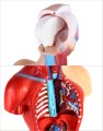 Model anatomiczny człowieka15-częściowy  28 cm – czaszka, mózg, tułów i narządy wewnętrzne, idealny dla studentów medycyny, lekarzy i nauczycieli do nauki anatomii 4.jpg