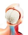 Model anatomiczny człowieka15-częściowy  28 cm – czaszka, mózg, tułów i narządy wewnętrzne, idealny dla studentów medycyny, lekarzy i nauczycieli do nauki anatomii 3.jpg