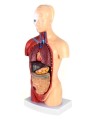 Model anatomiczny człowieka15-częściowy  28 cm – czaszka, mózg, tułów i narządy wewnętrzne, idealny dla studentów medycyny, lekarzy i nauczycieli do nauki anatomii 2.jpg