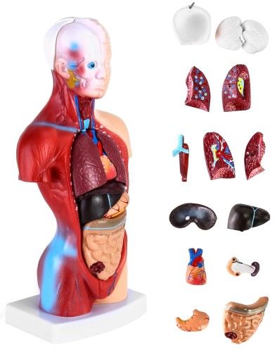Model anatomiczny człowieka15-częściowy  28 cm – czaszka, mózg, tułów i narządy wewnętrzne, idealny dla studentów medycyny, lekarzy i nauczycieli do nauki anatomii 1.jpg