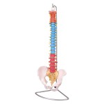 Model kręgosłupa człowieka 1:1 – naturalnej wielkości, kolorowy, giętki i ruchomy, na statywie, idealny do nauki anatomii i prezentacji medycznych