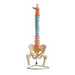 Model kręgosłupa człowieka z kością udową 1:1 – naturalnej wielkości, kolorowy, giętki i ruchomy, na statywie, idealny do nauki anatomii i prezentacji medycznych 