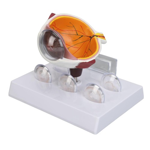 Model anatomiczny ludzkiego oka – realistyczny, wieloczęściowy model edukacyjny z dokładnym odwzorowaniem struktur oka.jpg