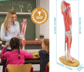 Mięśnie nogi człowieka model anatomiczny 3.png