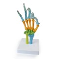Model anatomiczny ludzkiej dłoni A108C – kolorowy 3.jpg