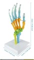 Model anatomiczny ludzkiej dłoni A108C – kolorowy 2.jpg